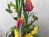 tulipani mimosa - 2