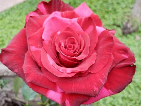 rosa rossa (1)